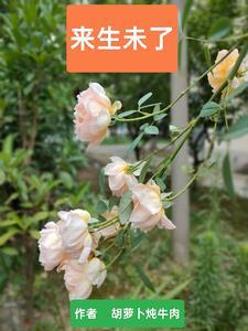 倾权女王爷